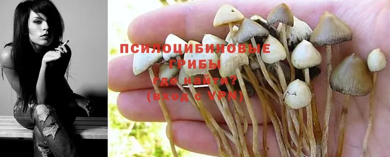 Галлюциногенные грибы Psilocybe  закладки  Электроугли 